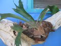 Stag Horn  Platycerium